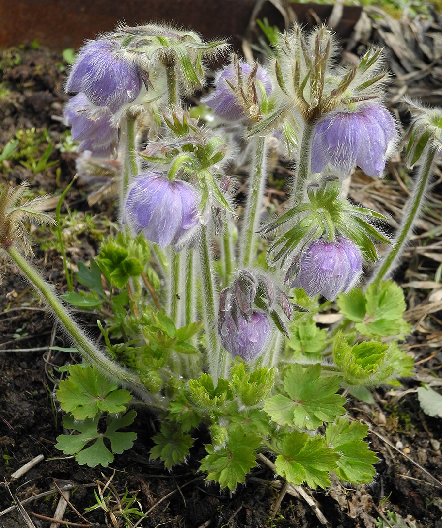 Изображение особи Pulsatilla tatewakii.