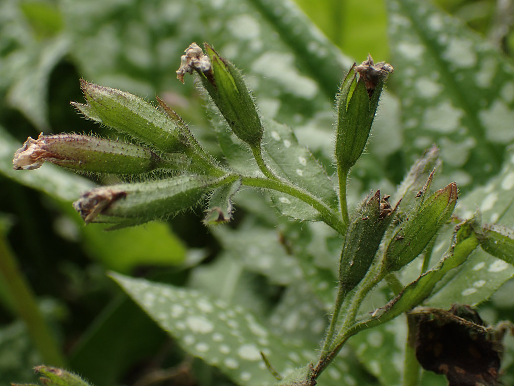 Image of Pulmonaria officinalis specimen.