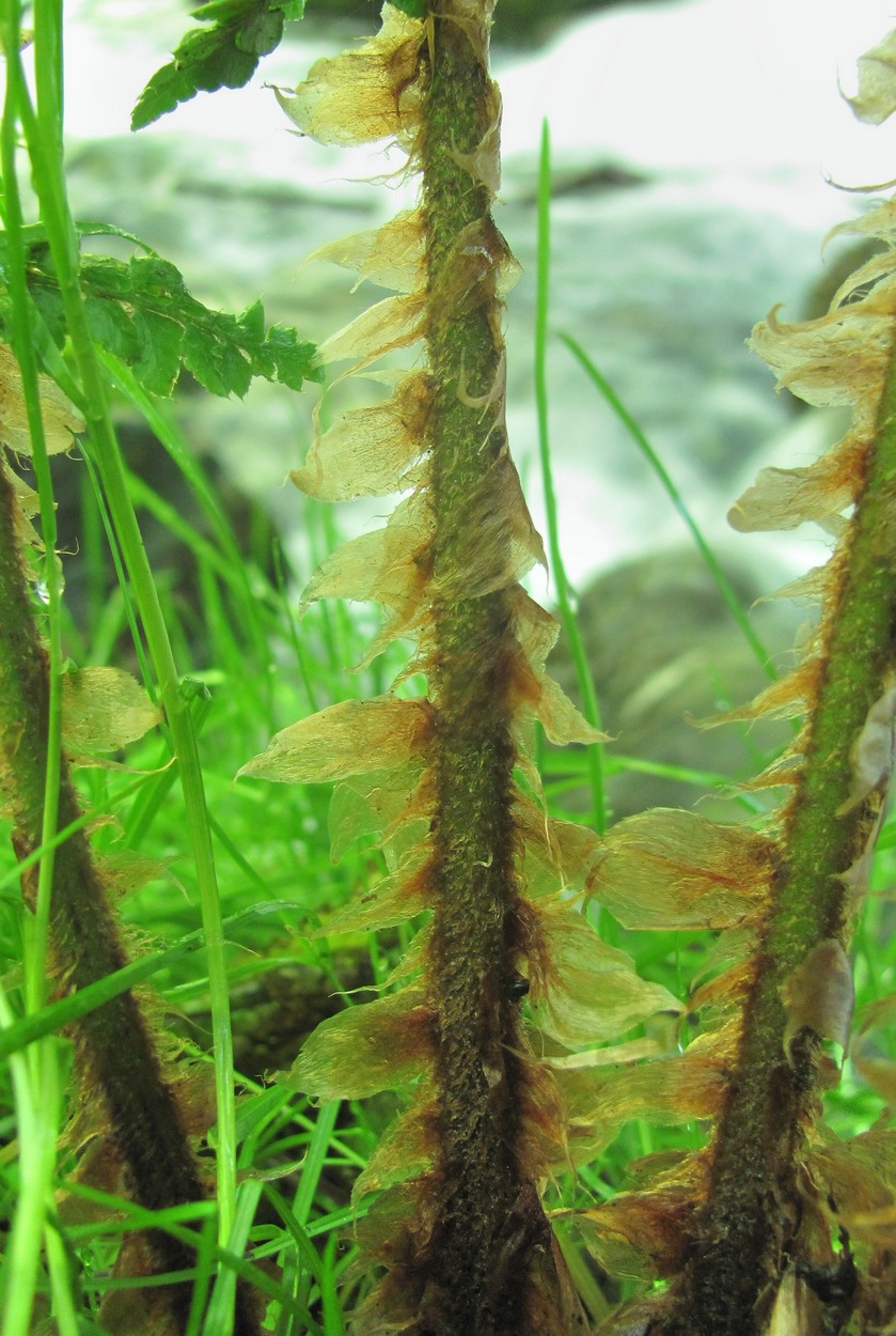 Image of Polystichum setiferum specimen.