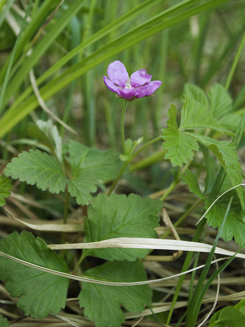 Image of Rubus arcticus specimen.