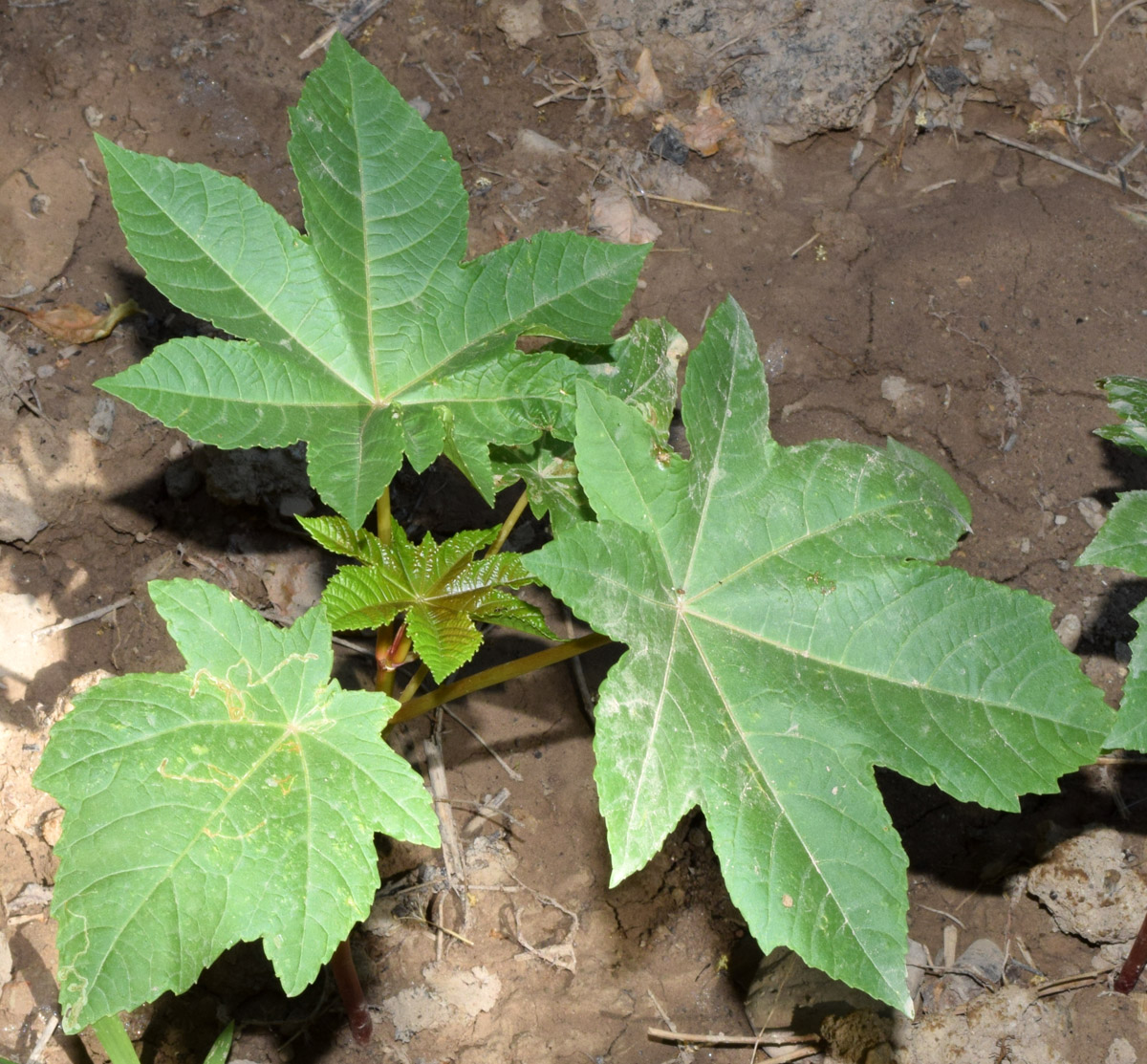 Image of Ricinus communis specimen.