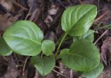 Pyrola rotundifolia. Розетка молодых листьев. Кировская обл., Кирово-Чепецкий р-н, ур. Большое Каринское Болото, полоска березняка вдоль насыпи ж. д. 15.07.2017.