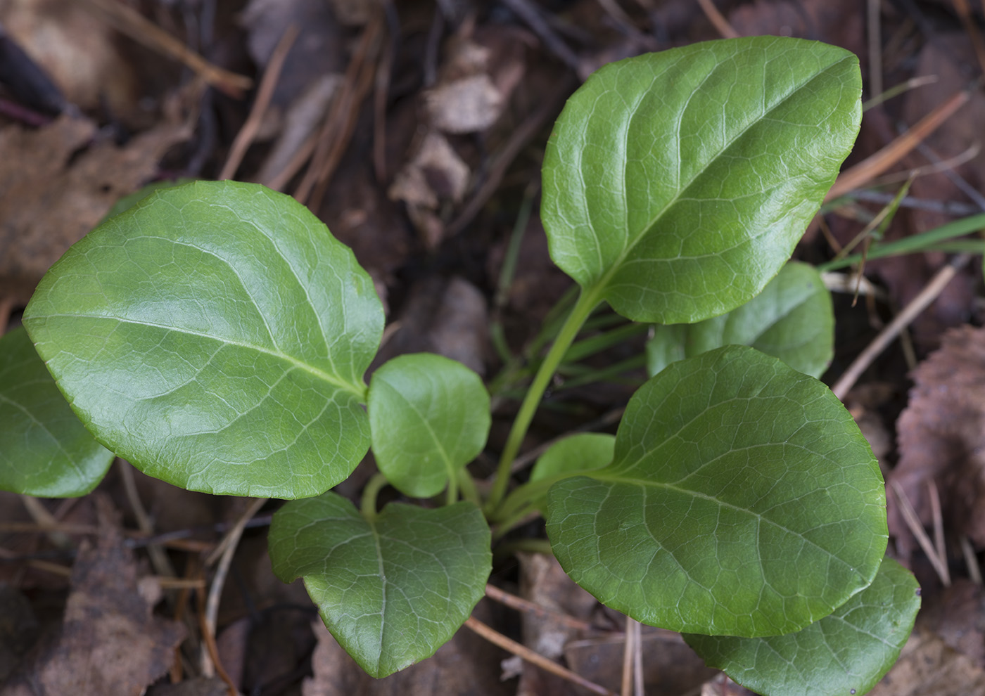 Image of Pyrola rotundifolia specimen.