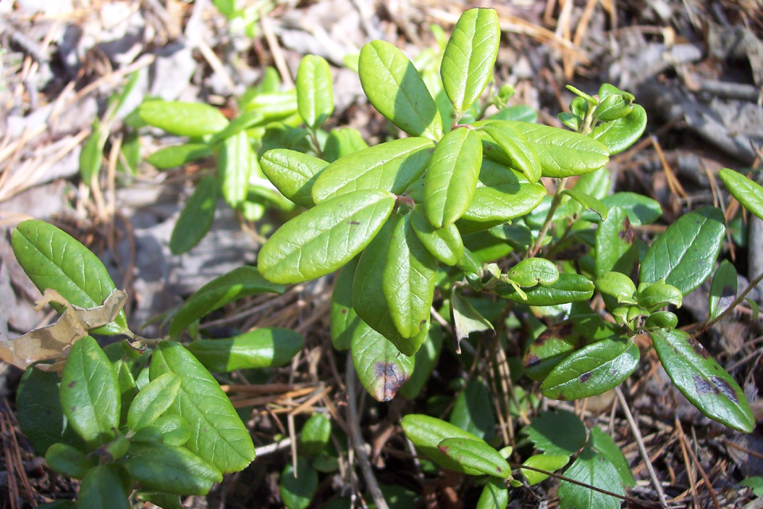 Image of Vaccinium vitis-idaea specimen.