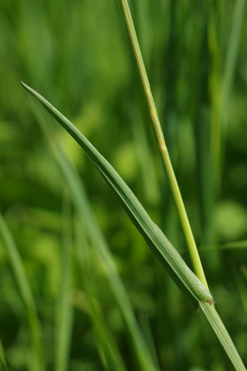 Image of Helictotrichon pubescens specimen.