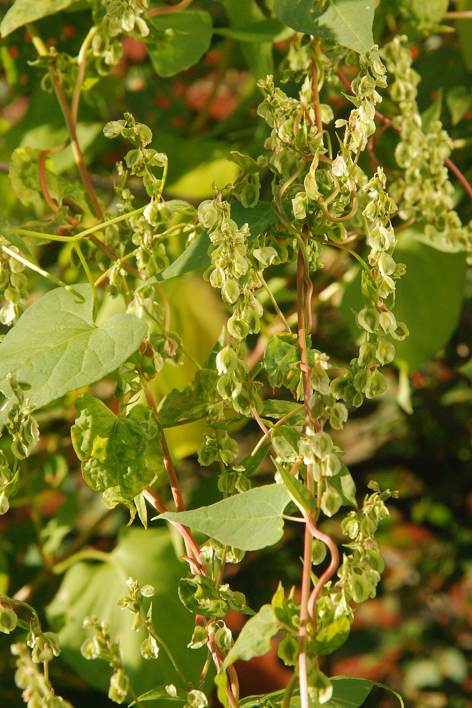 Изображение особи Fallopia dumetorum.