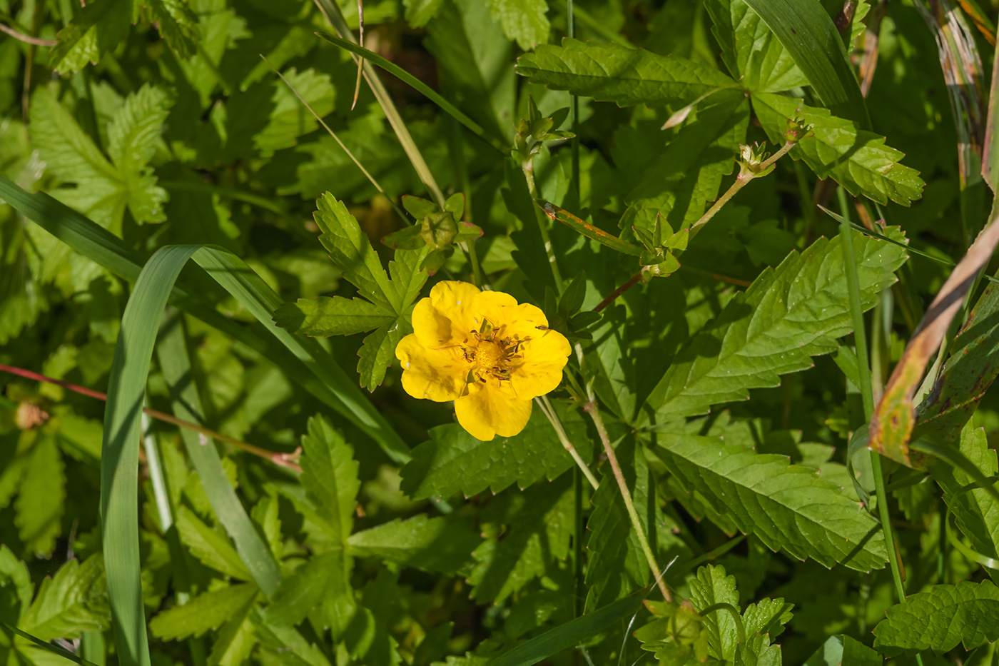 Изображение особи Potentilla reptans.