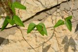 Vigna speciosa. Часть побега. Израиль, Шарон, г. Герцлия, ограда двора, в культуре. 20.05.2017.