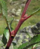 Salix kuznetzowii