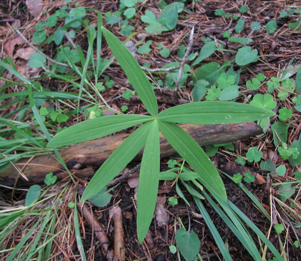 Image of Polygonatum verticillatum specimen.