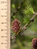 Larix sibirica. Часть веточки с молодой шишкой. Ленинградская обл., Кировский р-н, окр. дер. Петровщина, луг на известняке. 04.06.2017.