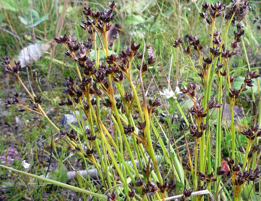 Изображение особи Juncus articulatus.