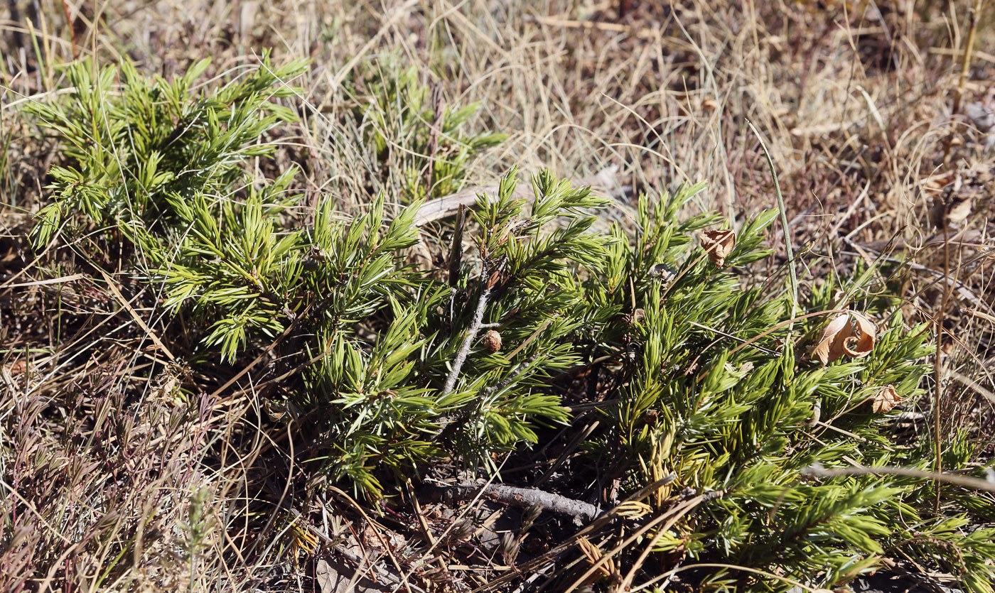 Изображение особи Juniperus hemisphaerica.