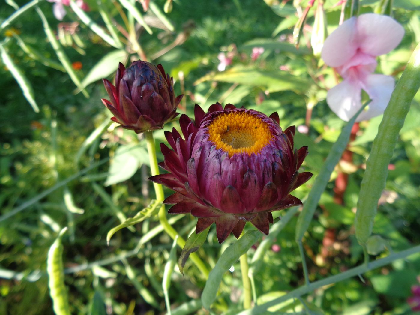 Image of Xerochrysum bracteatum specimen.