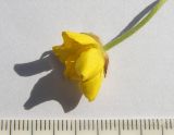 Ranunculus baidarae