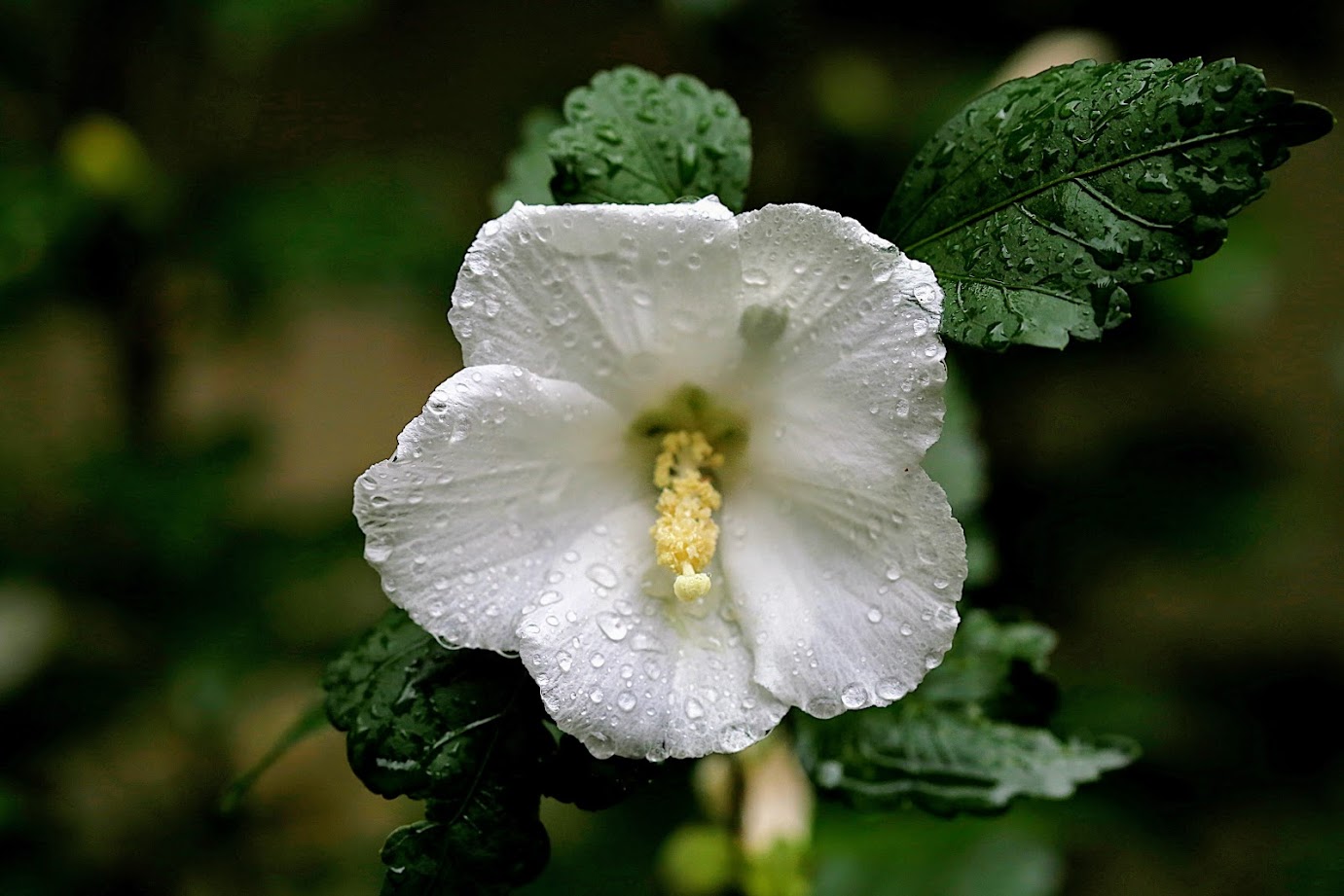 Изображение особи Hibiscus syriacus.