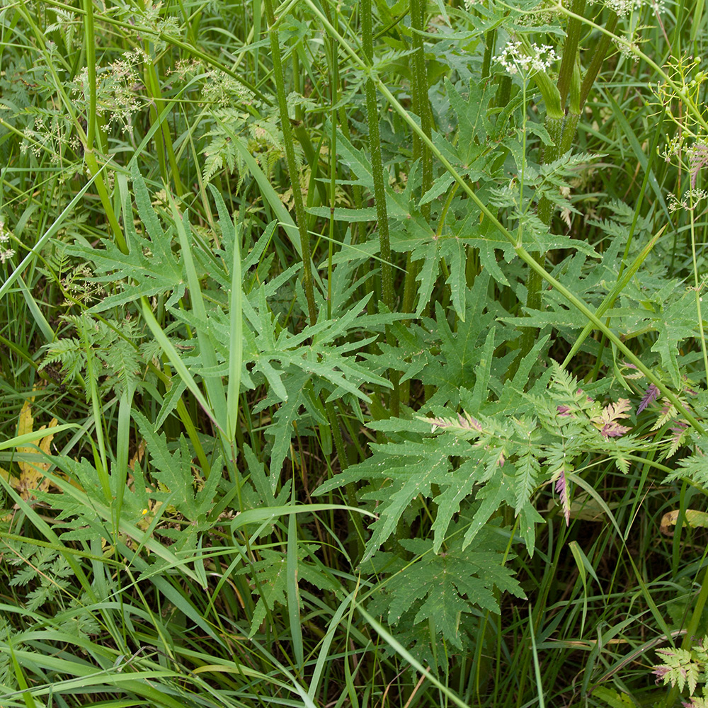 Image of Heracleum sibiricum specimen.