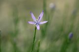 Cylindrocarpa sewerzowii
