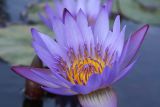 Nymphaea odorata