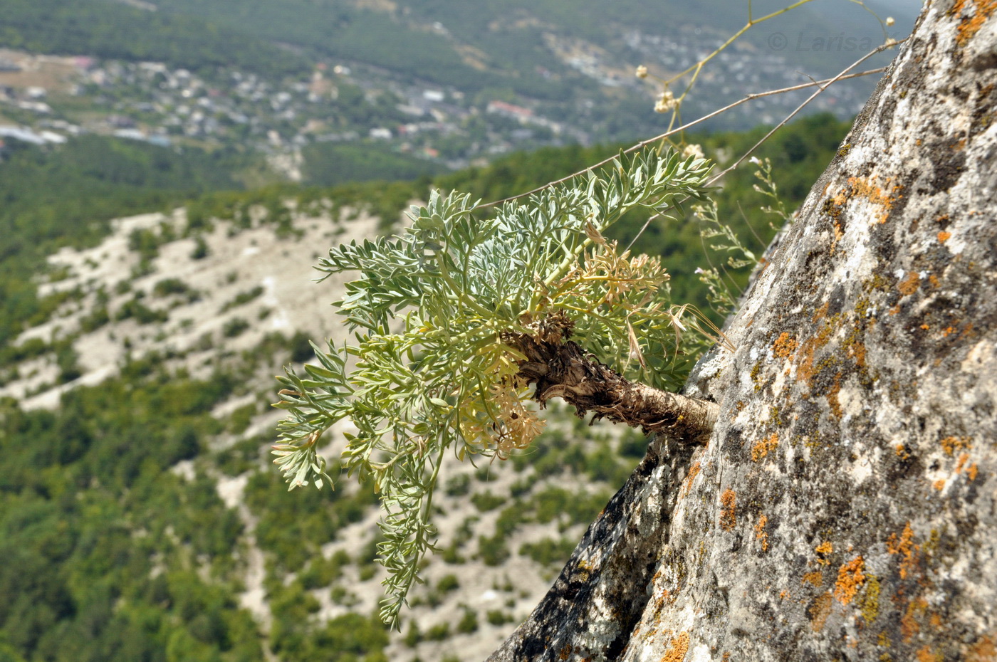 Image of Seseli gummiferum specimen.