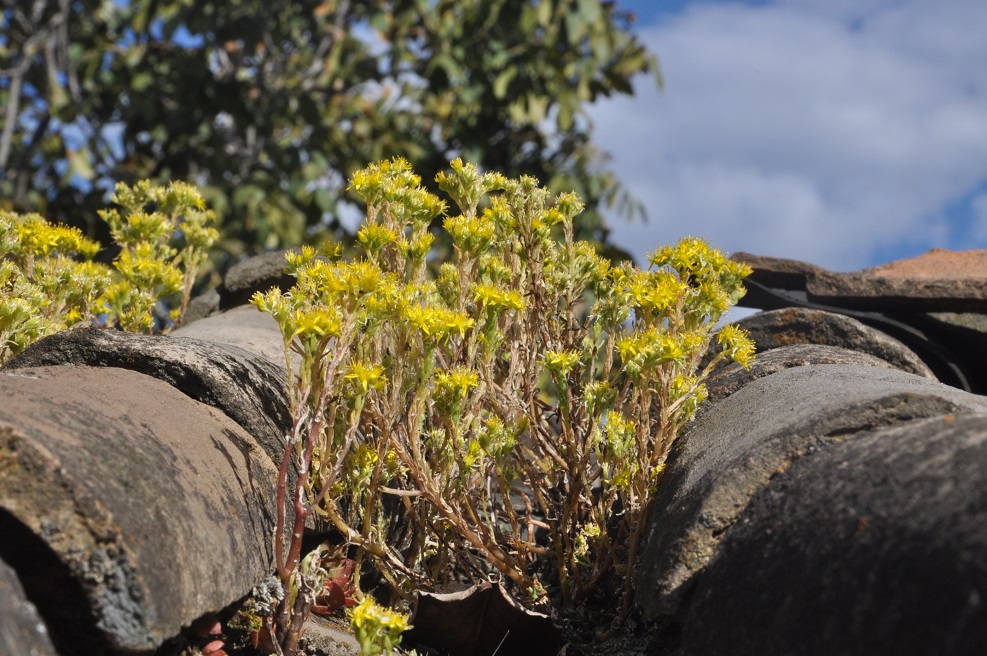 Изображение особи род Sedum.