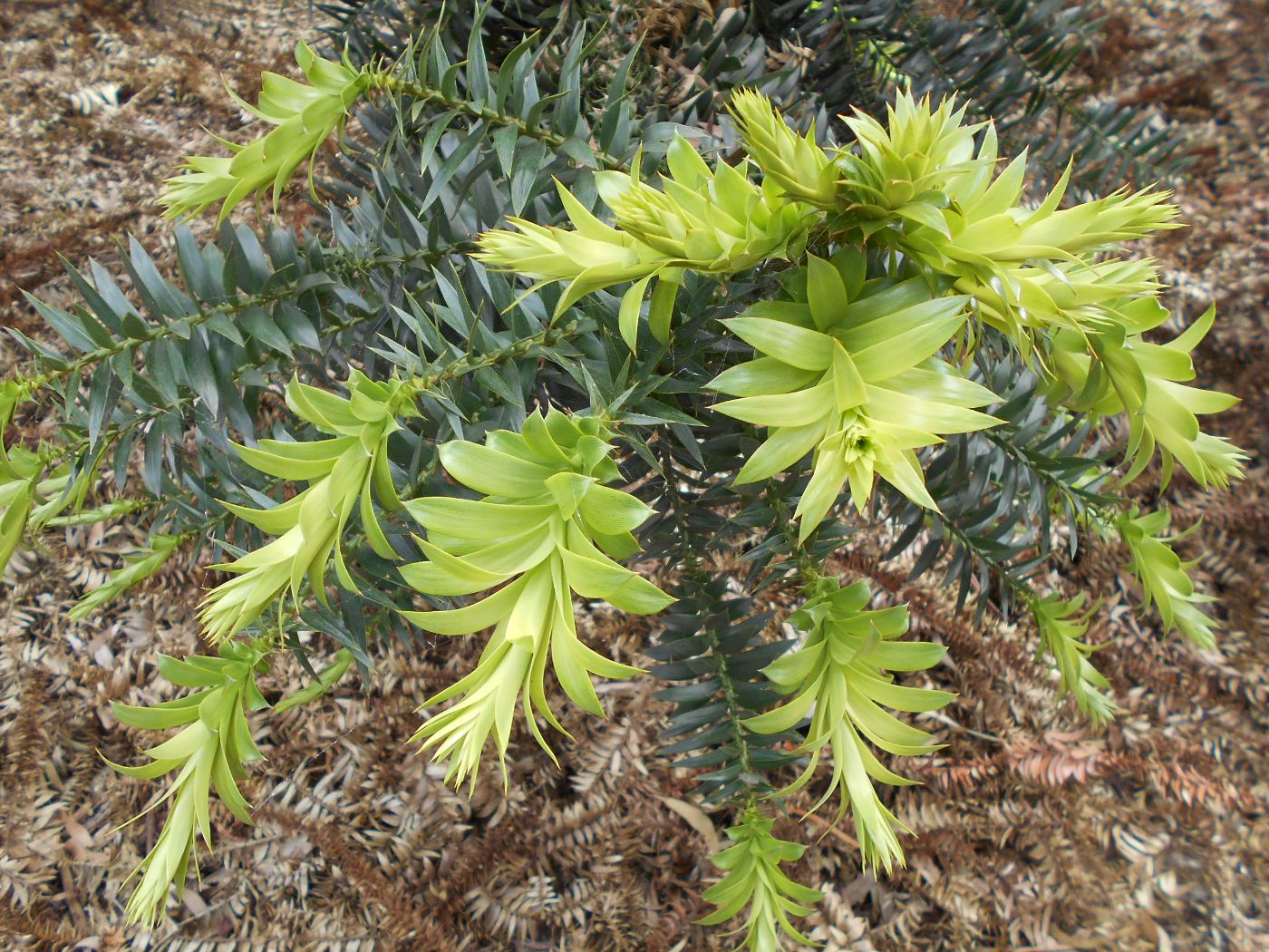 Изображение особи Araucaria bidwillii.