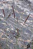 Hordeum turkestanicum