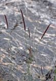 Hordeum turkestanicum. Верхушки побегов с соцветиями. Таджикистан, Фанские горы, окр. Мутного озера, ≈ 3500 м н.у.м., каменистый склон. 02.08.2017.