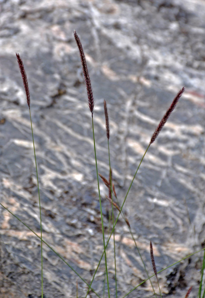 Изображение особи Hordeum turkestanicum.