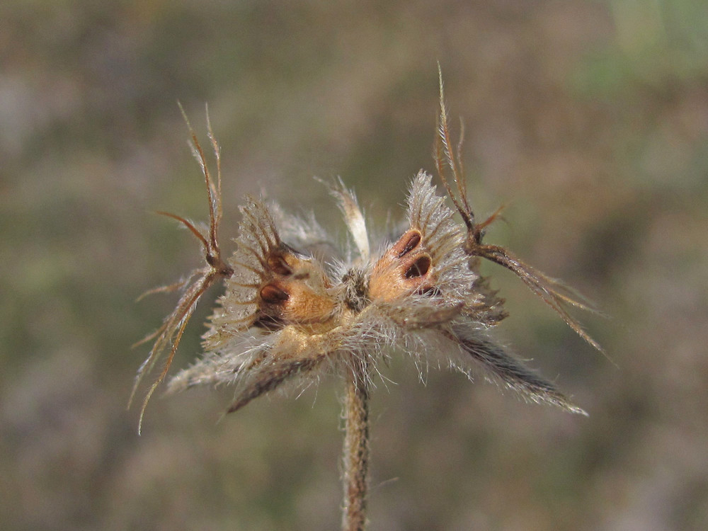 Image of Lomelosia brachiata specimen.