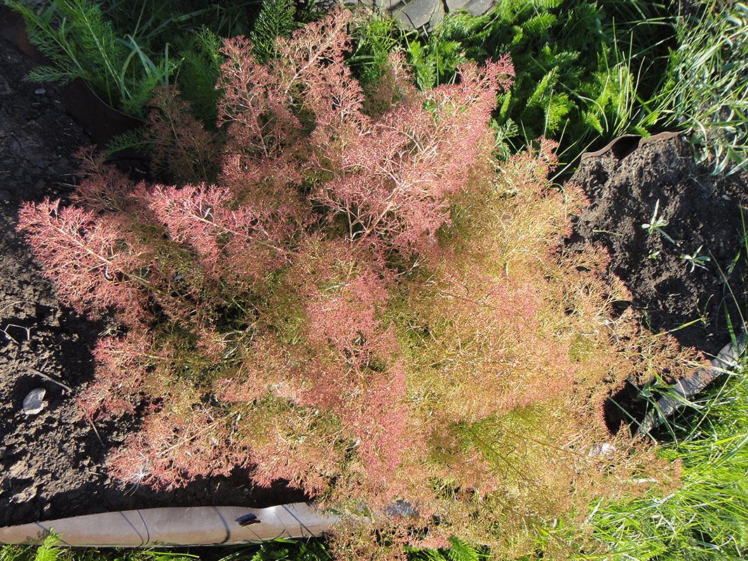 Image of Teloxys aristata specimen.