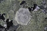 genus Rhizocarpon