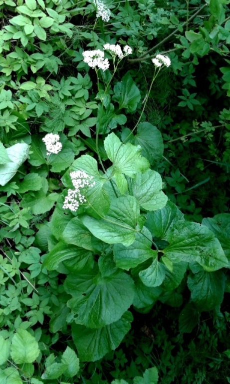 Image of Valeriana alliariifolia specimen.