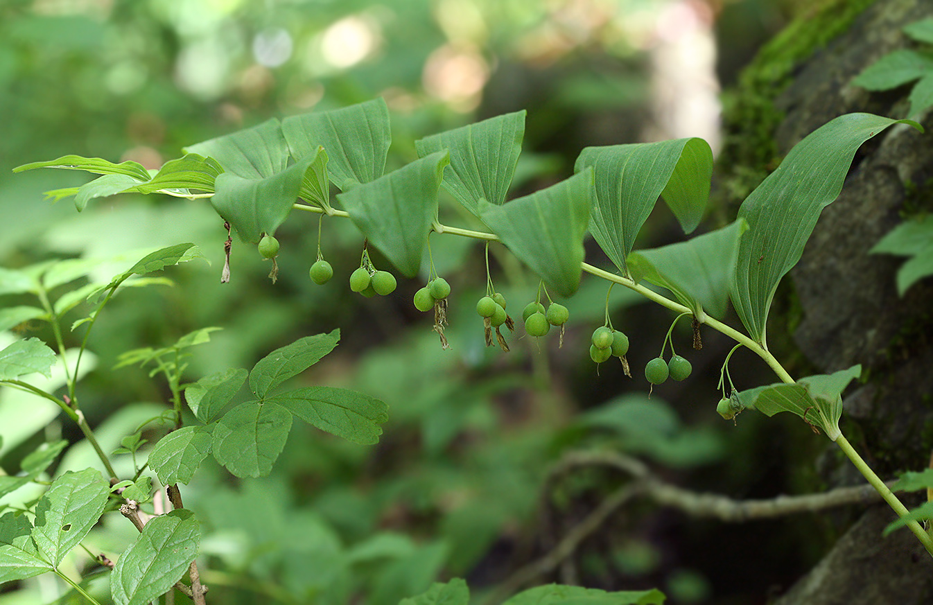 Image of Polygonatum multiflorum specimen.