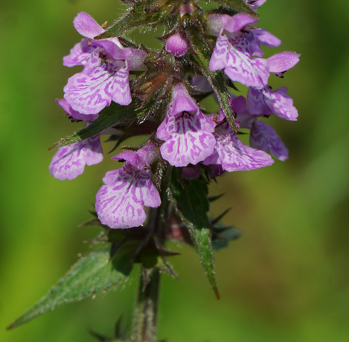 Изображение особи Stachys palustris.