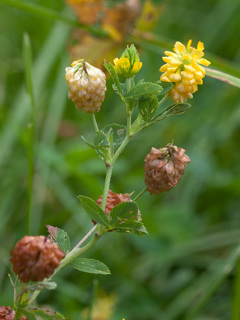 Изображение особи Trifolium aureum.