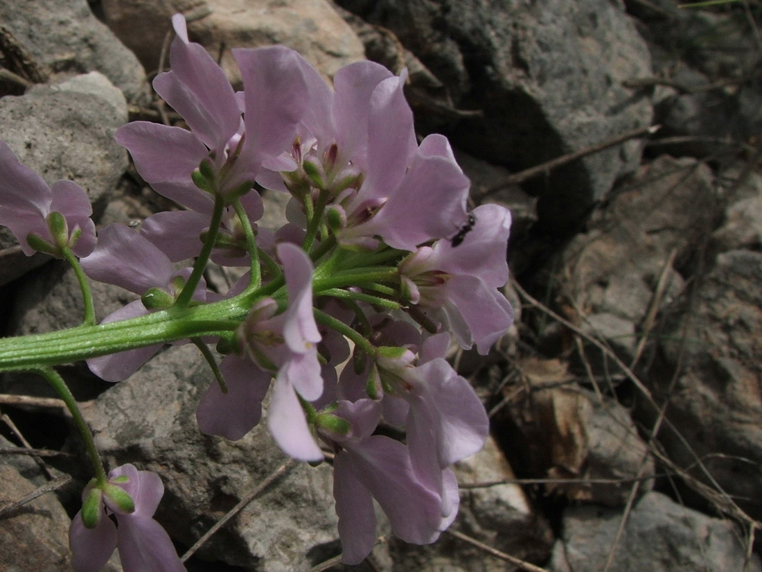 Image of Iberis simplex specimen.