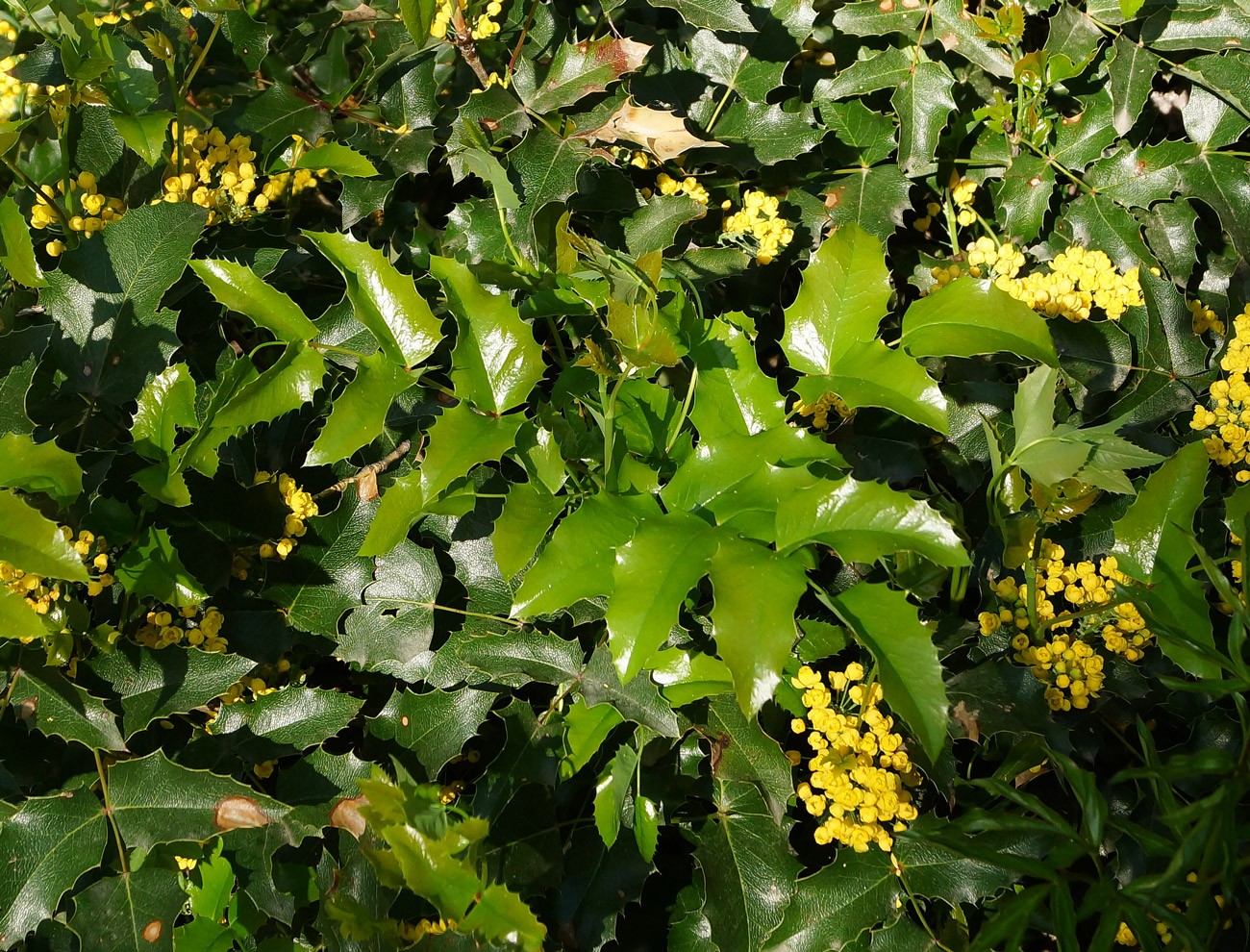 Изображение особи Mahonia aquifolium.