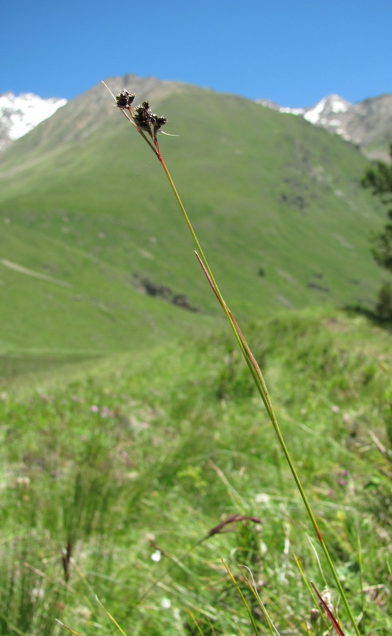 Image of Luzula multiflora specimen.