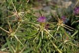 Centaurea calcitrapa