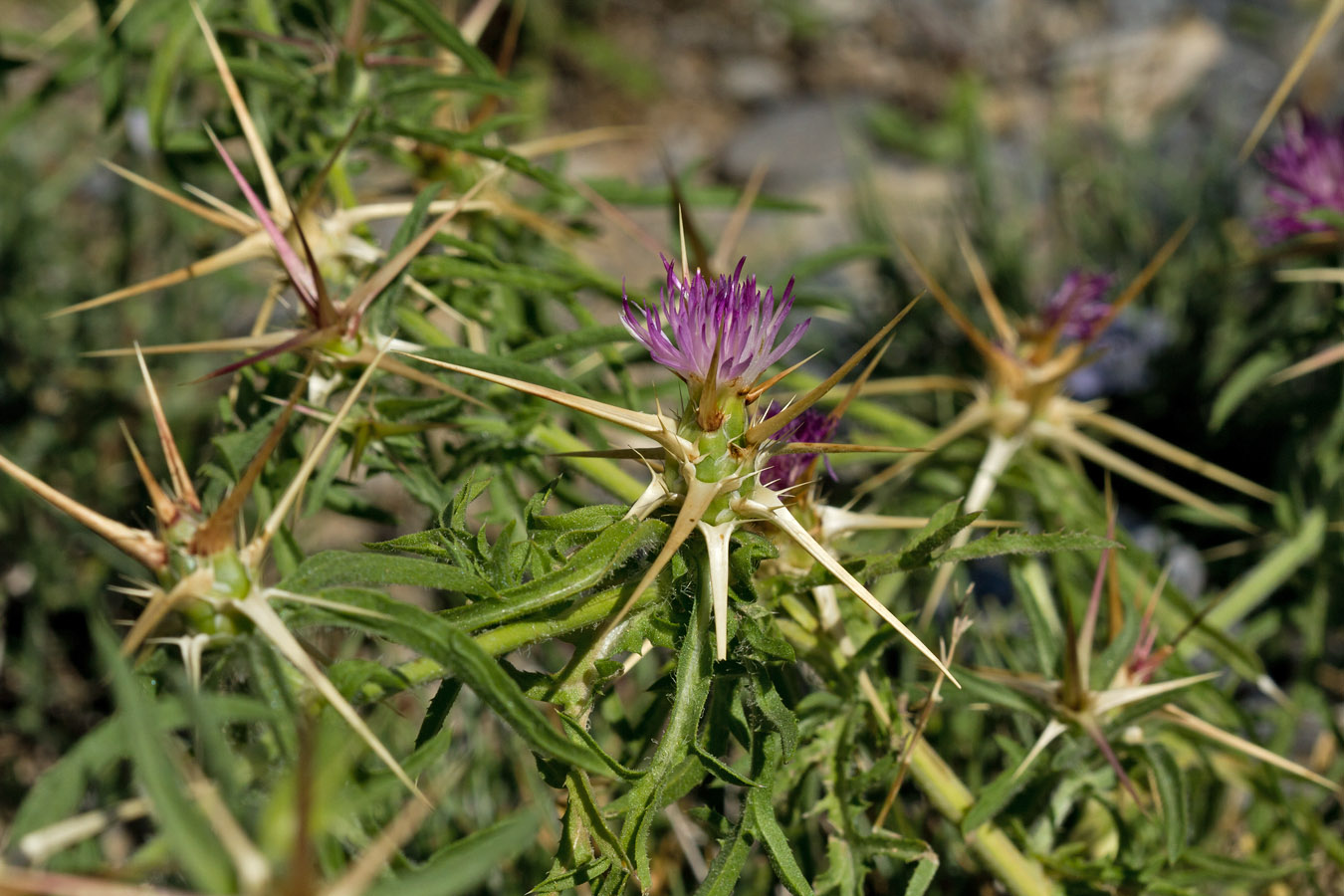 Image of Centaurea calcitrapa specimen.