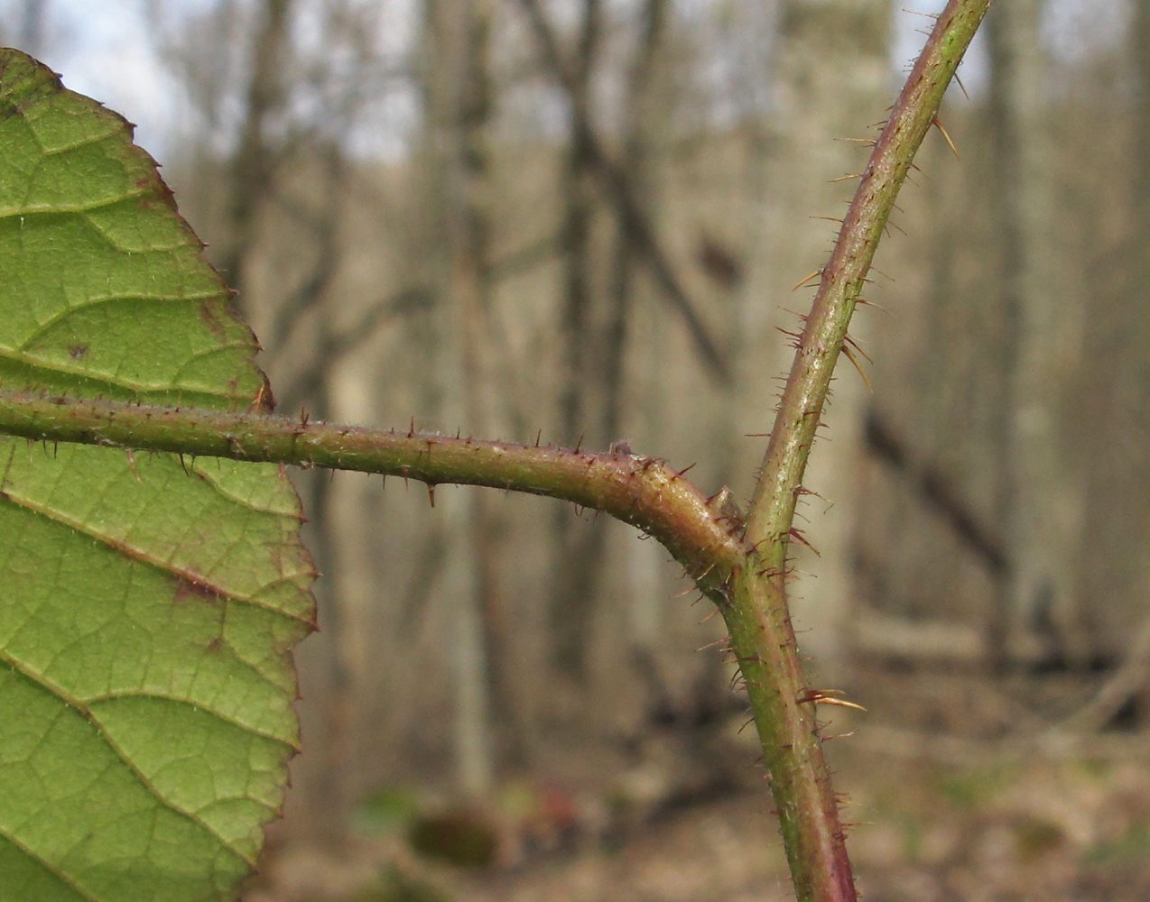 Изображение особи Rubus caucasicus.