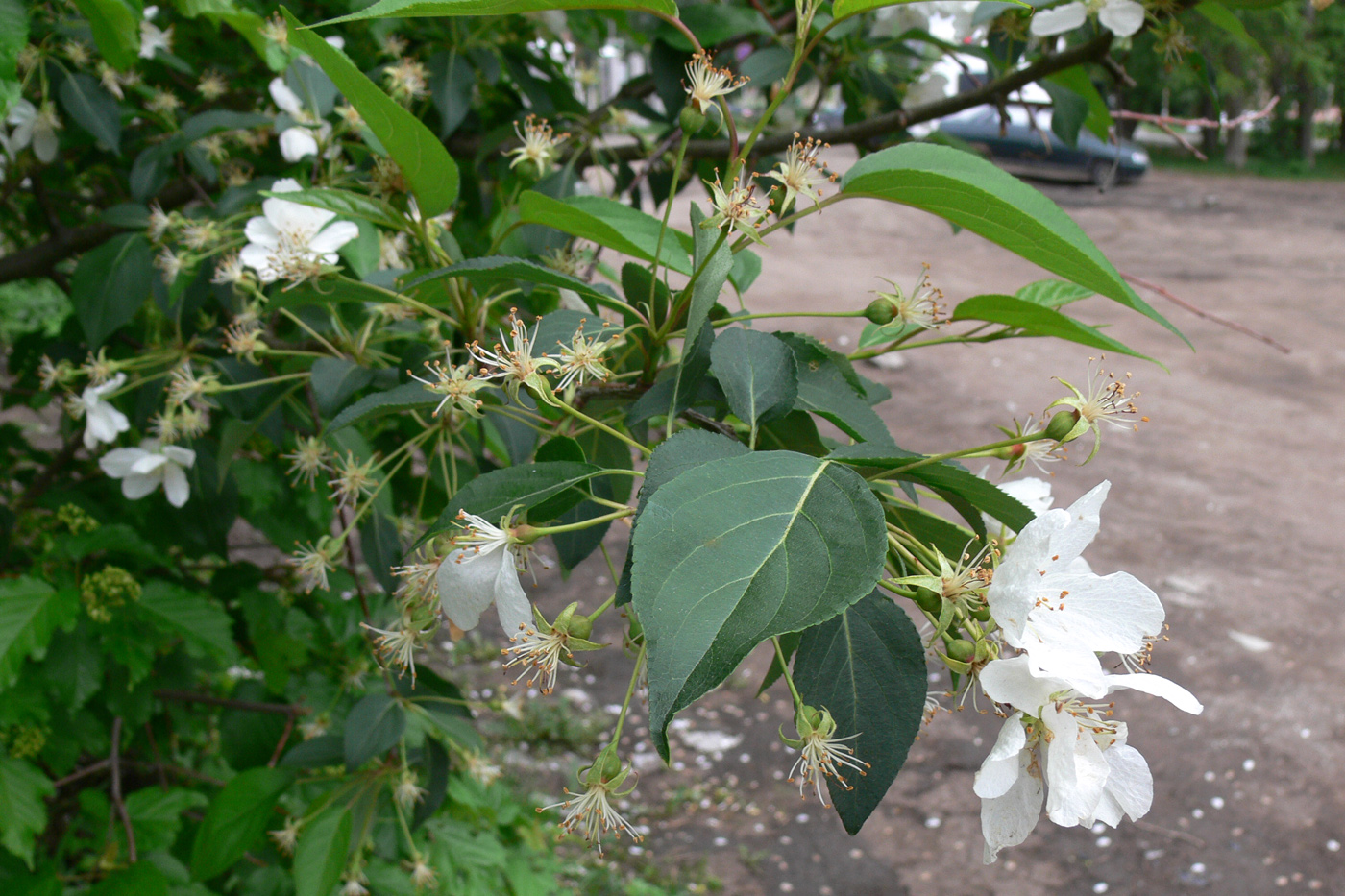 Image of Malus baccata specimen.