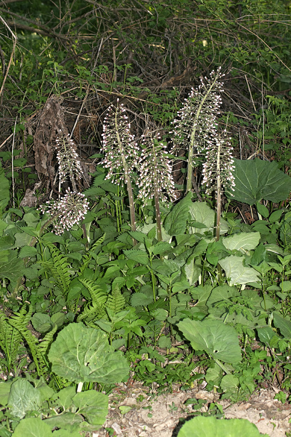 Изображение особи Petasites hybridus.