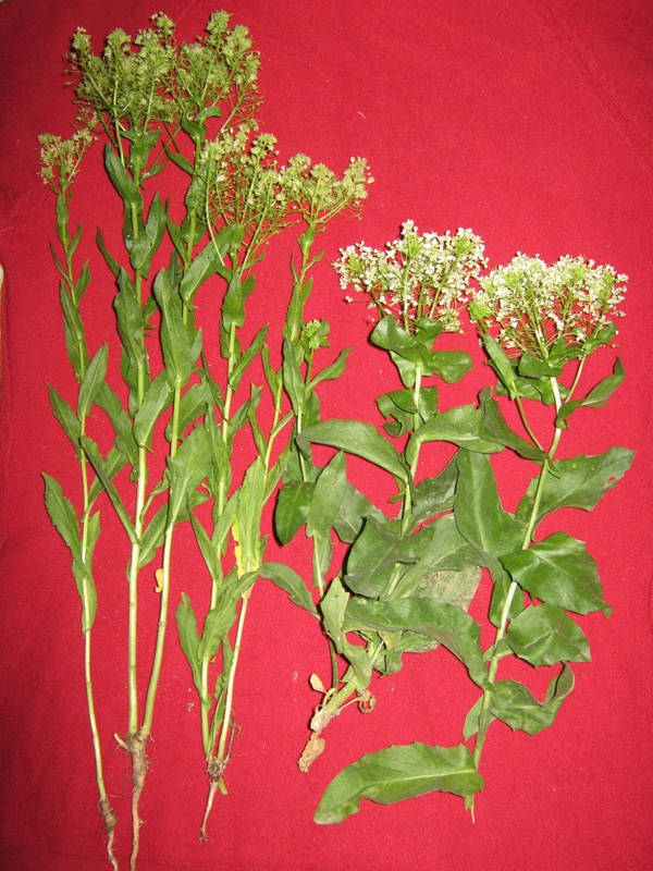Изображение особи Cardaria draba.