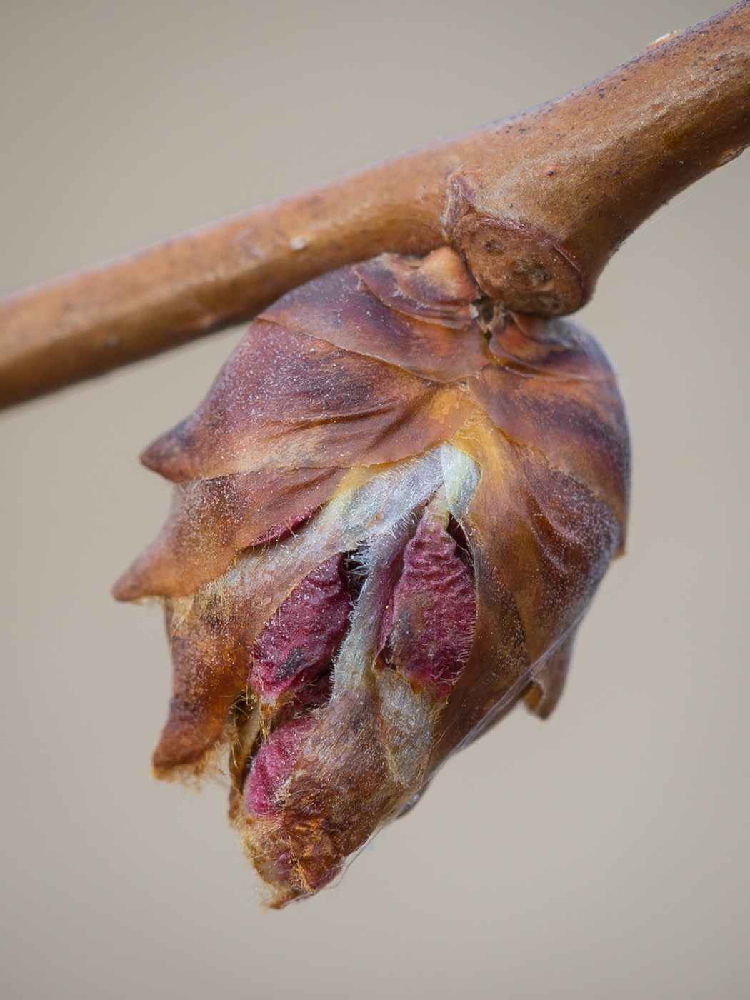 Image of Ulmus laevis specimen.