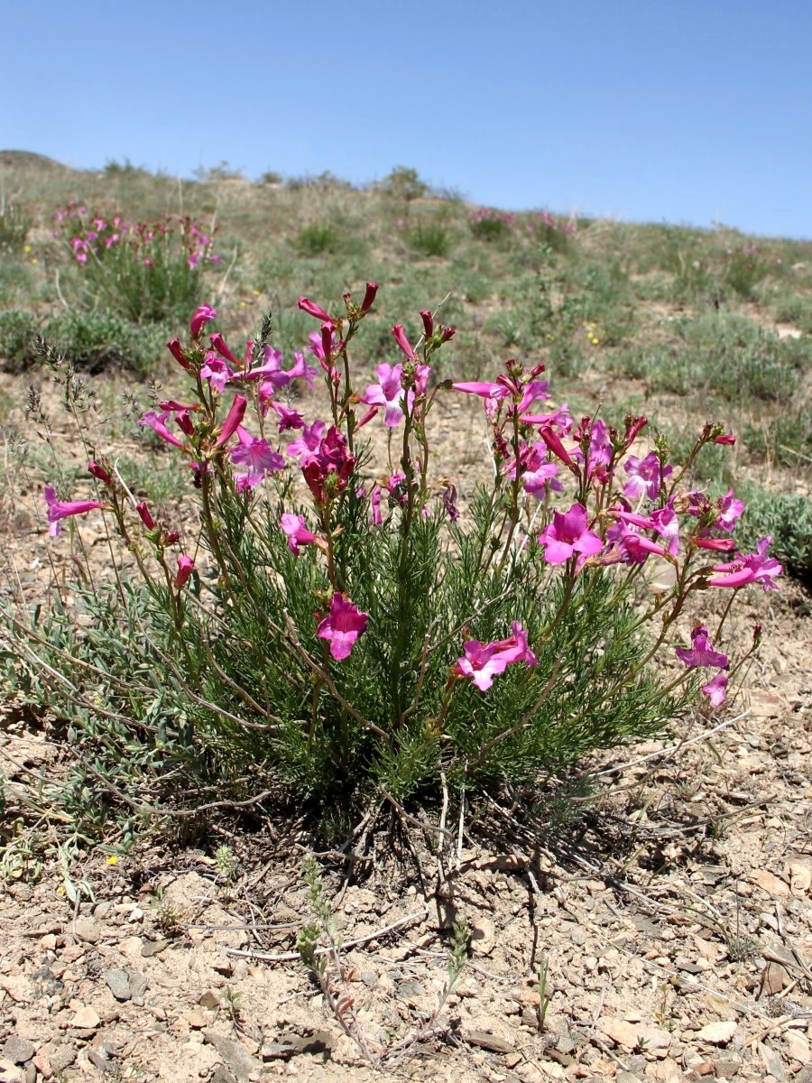 Image of Niedzwedzkia semiretschenskia specimen.