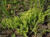 род Galium. Вегетирующее растение. Украина, г. Запорожье, балка Партизанская, степь. 01.05.2018.