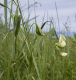 Lathyrus aphaca