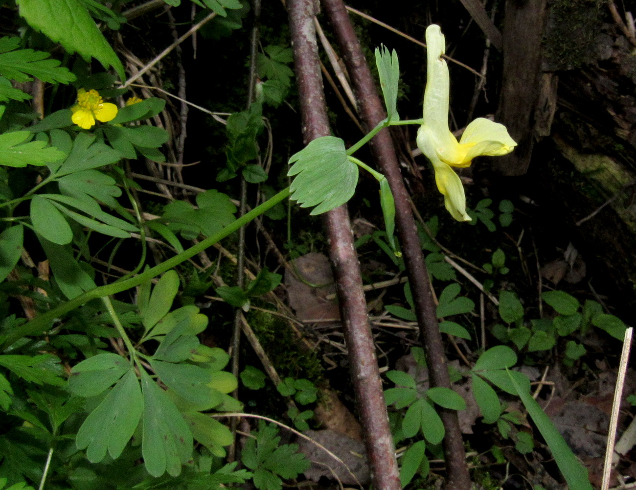 Image of Corydalis bombylina specimen.